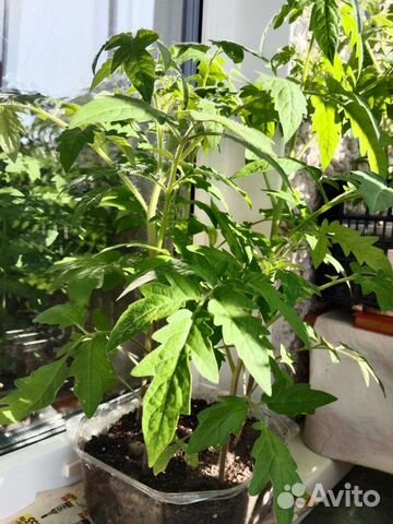 Рассада помидор