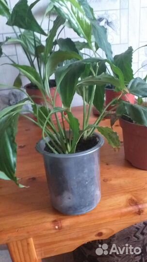 Спатифиллум