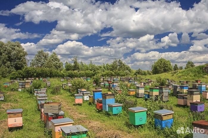 2023 года Мёд натуральный оптом