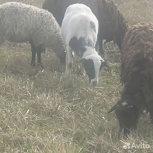 Овцы Козлята