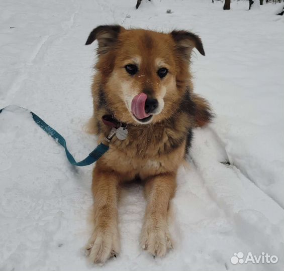 Милашка Герда в добрые руки