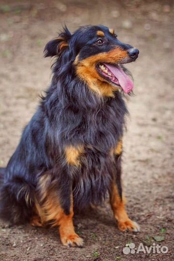 Собака в добрые руки