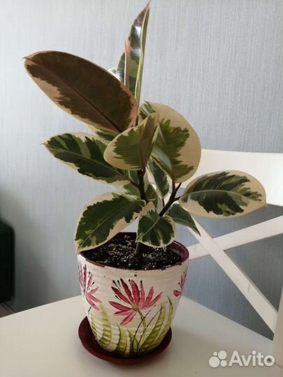 Фикус эластика тинеке