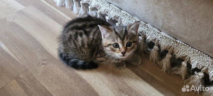 Отдам котенка бесплатно
