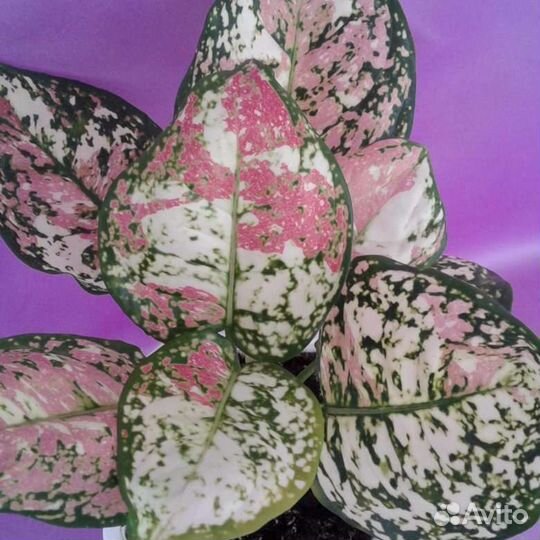 Аглаонема Анимани Триколор