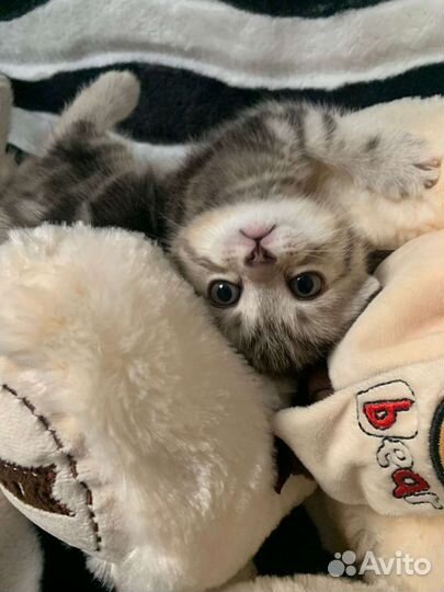 Вислоухие котята