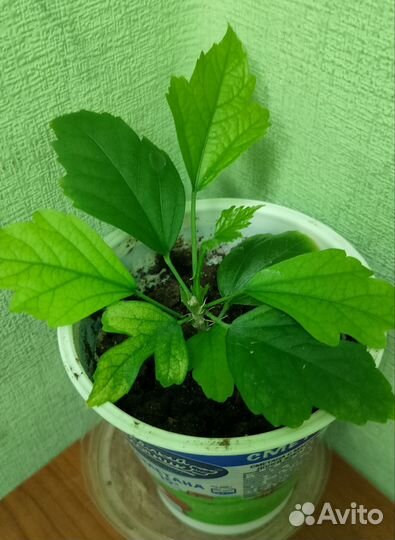 Роза китайская