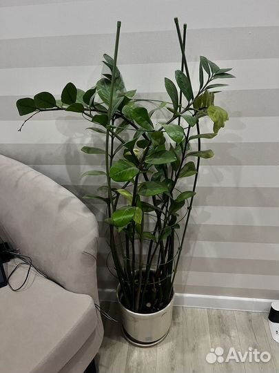 Замиокулькас