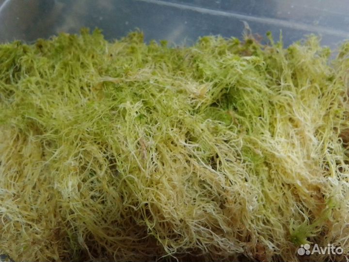 Всё для орхидей, сфагнум, зола, кора сосны