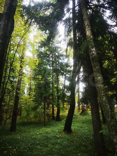 Участок 25 сот. (ИЖС)