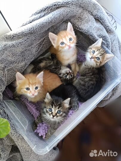 Котята в добрые руки