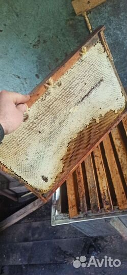 Мёд 2023 с личной пасеки