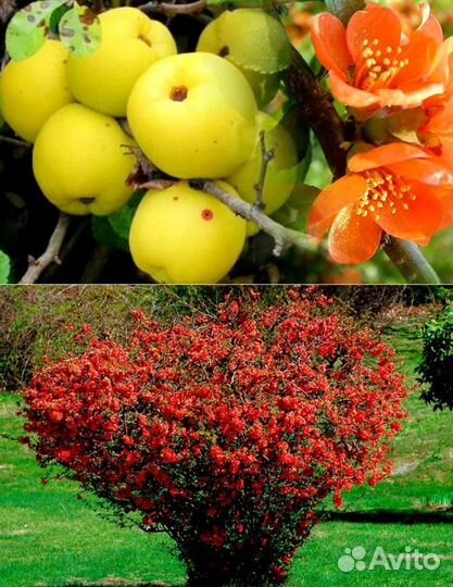 Саженцы айвы японской