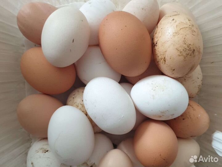 Домашние куриные яйца