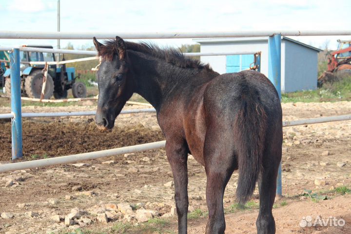 Продаются кобылки 2024 года рожд