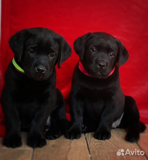 Щенки лабрадора