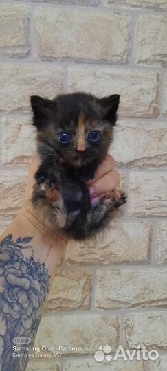 Коты бесплатно