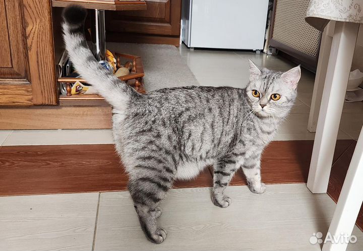 Кошка Боня в добрые руки