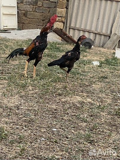 Бойцовый Петух