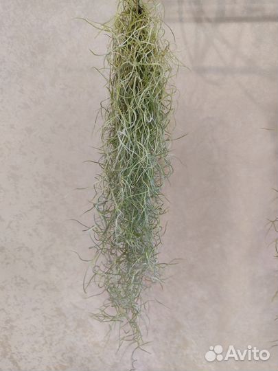 Тилландсии атмосферные