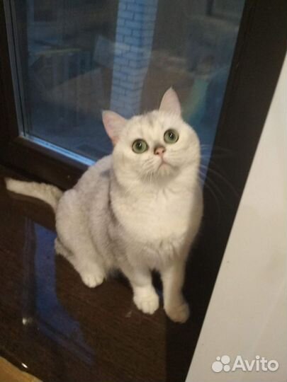 Вязка с шотландцем