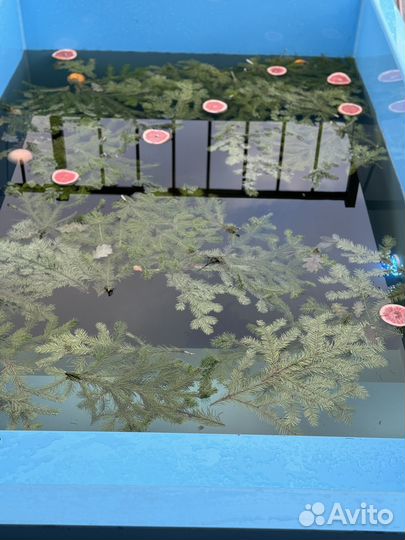 Баня с холодной купелью