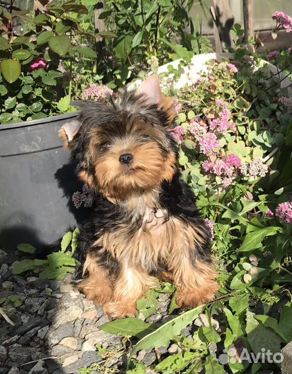 Щенки йоркширского терьера РКФ