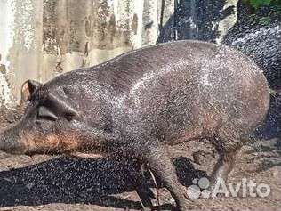 Свиноматка дюрок