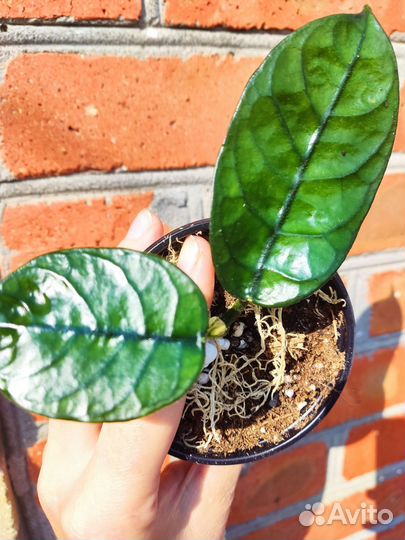 Хойи сортовые редкие