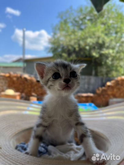 Вислоухие котята