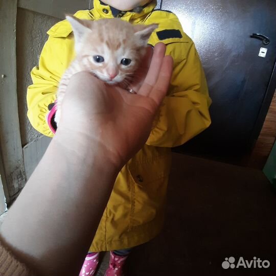 Котята в добрые руки 1 месяц