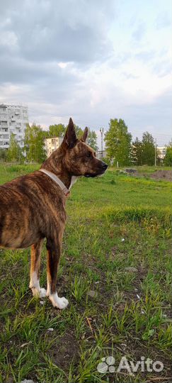 Выгул собак