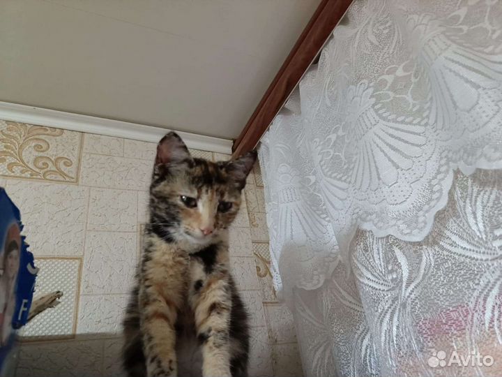 Кошка в дар