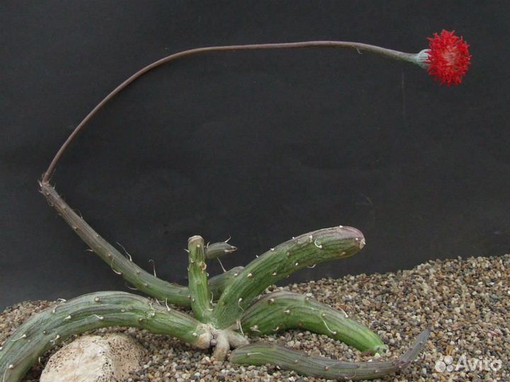 Крестовник повислый Пендулус