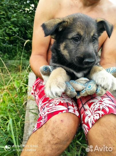 Щеночки в добрые руки. Все мальчики. 1.5 месяца