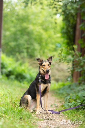 Собака Софи в дар