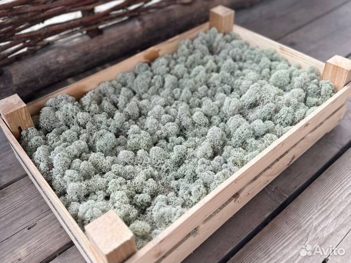 Мох Ягель живой