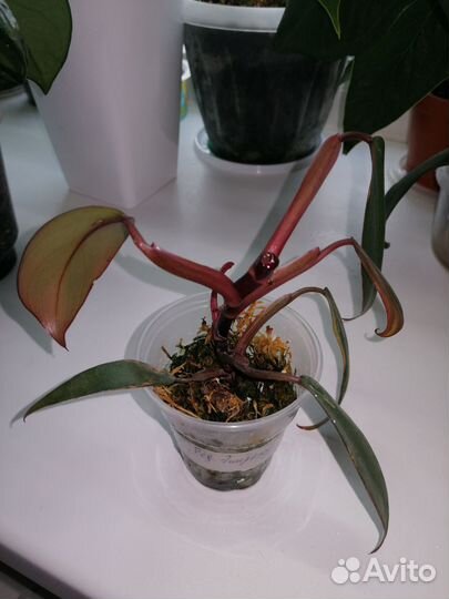 Ред эмиральд вар, клубничный шейк, церопегия