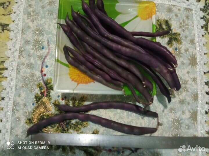 Фасоль овощная, спаржевая