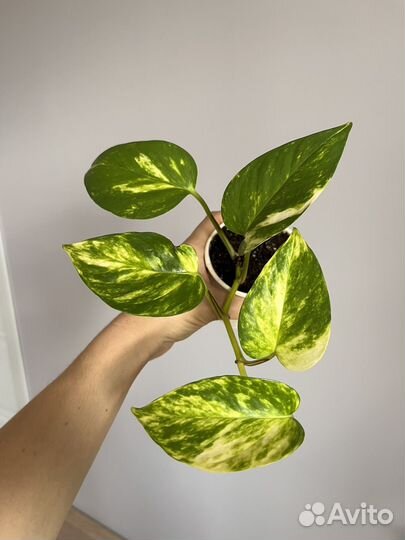 Сциндапсус золотистый