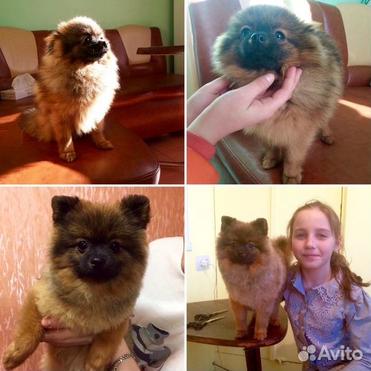 Грумер, стрижка собак любых пород. Вычес кошек