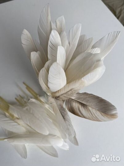 Перья гусиные, утиные (маховые). Перо птицы