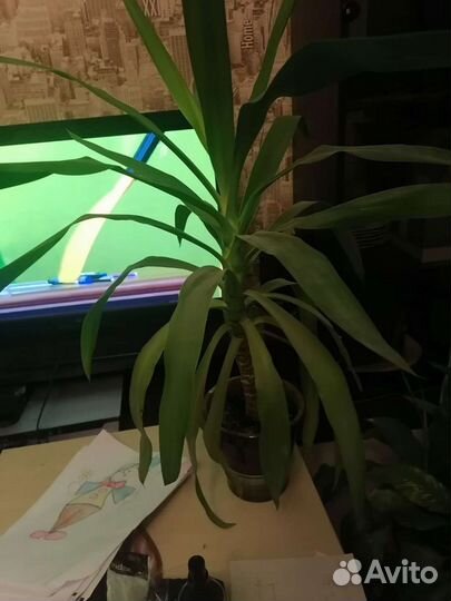 Юкка комнатная