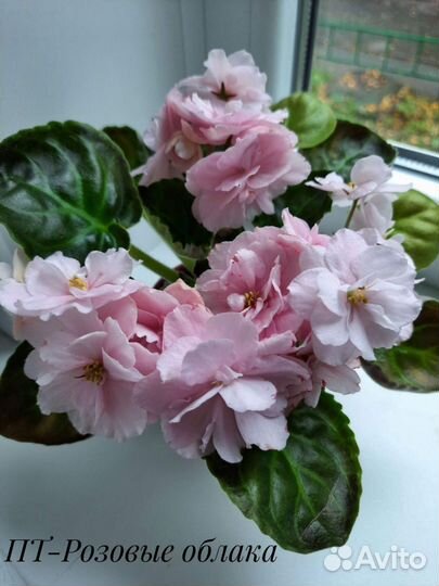 Фиалки - черенки, детки, стартеры, цветущие