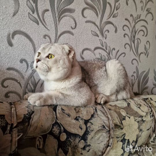 Коштик ищет дом