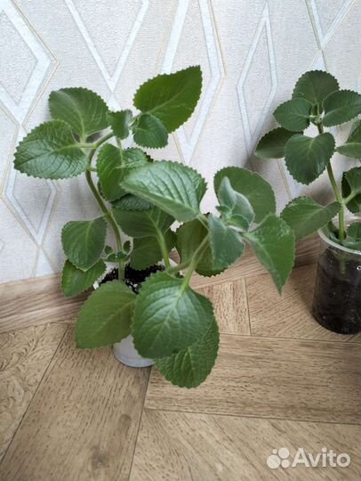 Мята комнатная