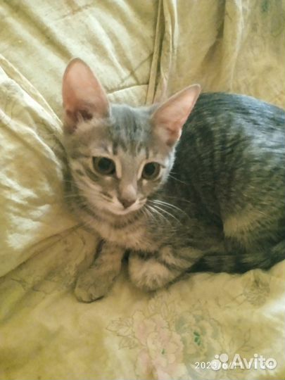 Отдам котят в добрые руки