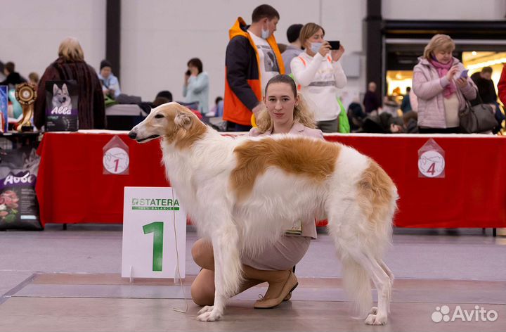 Хендлер в Санкт-Петербурге