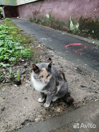 Ласковая кошечка в добрые руки