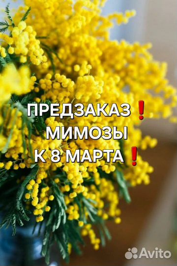 Мимоза опт Моршанск